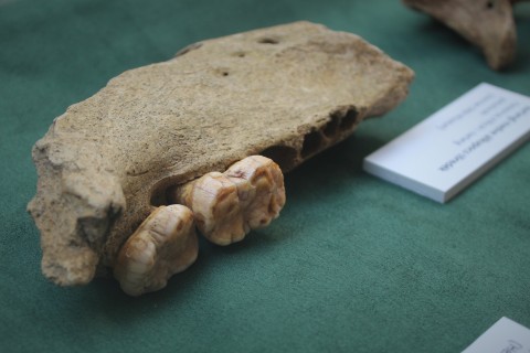 A kiállításon bemutatott mamutcsont.