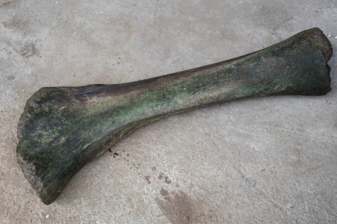 A kiállításon bemutatott mamutcsont.