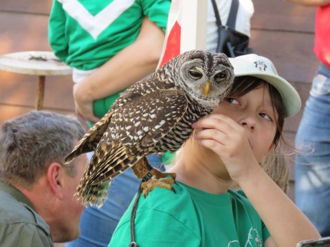 Bagoly a Tájházak napján egy kislány vállán