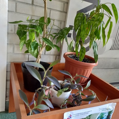 Növények a folyóiratolvasóban