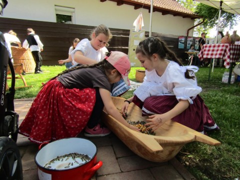 Magvak válogatása a teknőben