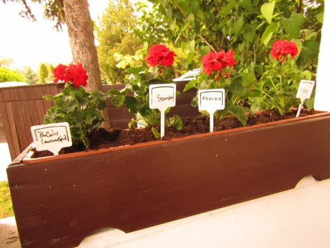 Az elültetett muskátlik a Tájház udvarán