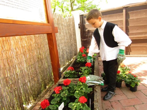 Elültetett muskátlik a Tájház bejáráratánál.