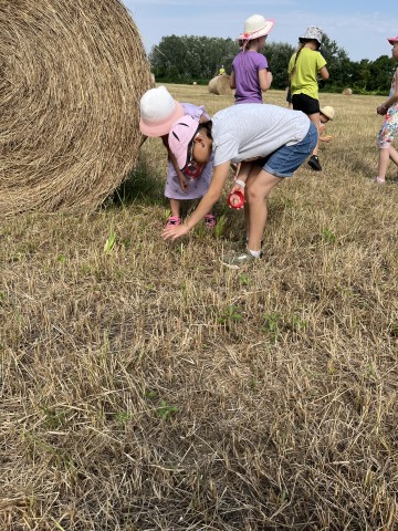 Gyűjtöttünk rovarokat