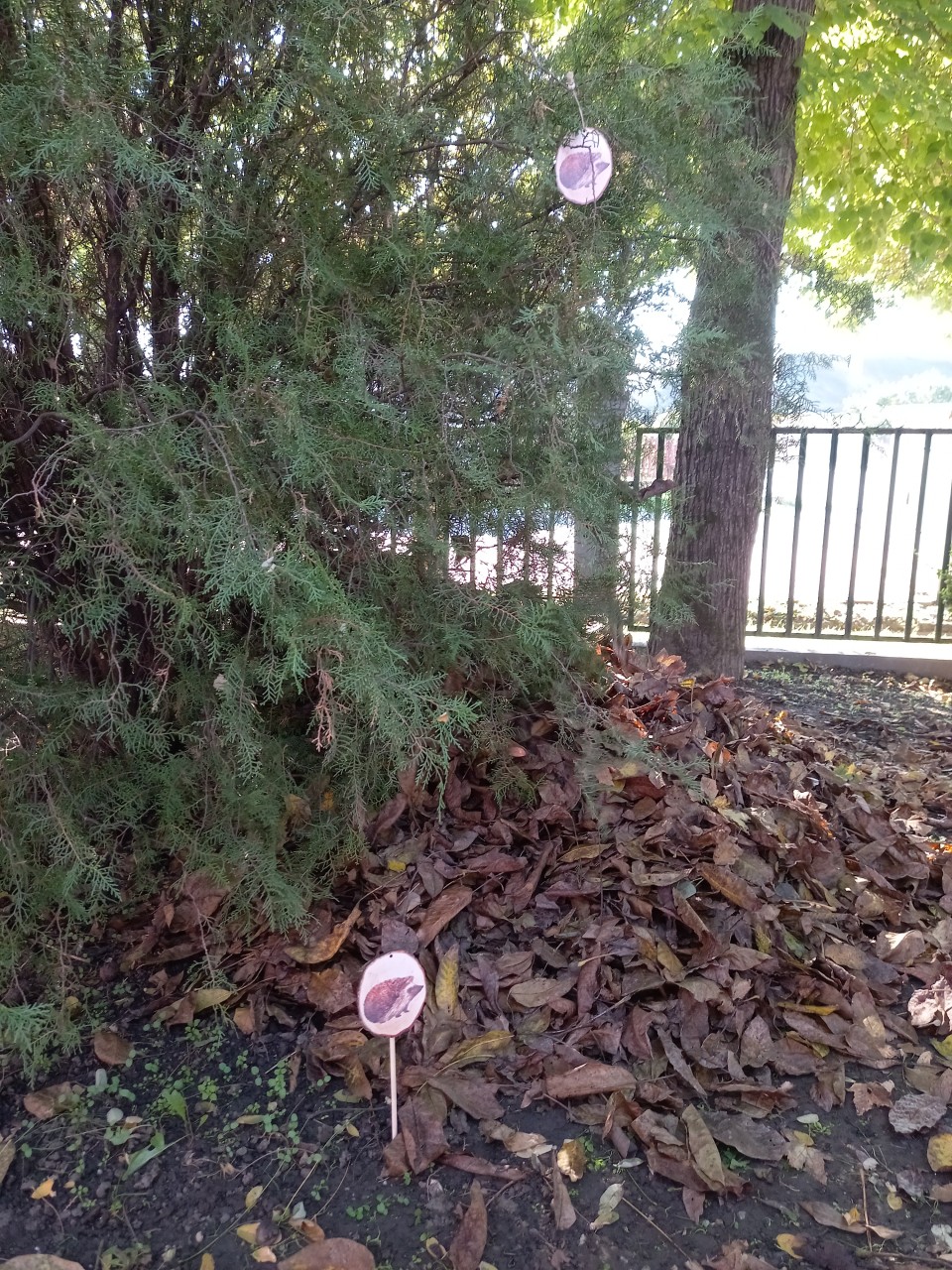 Tábla jelöli a süntanya helyét