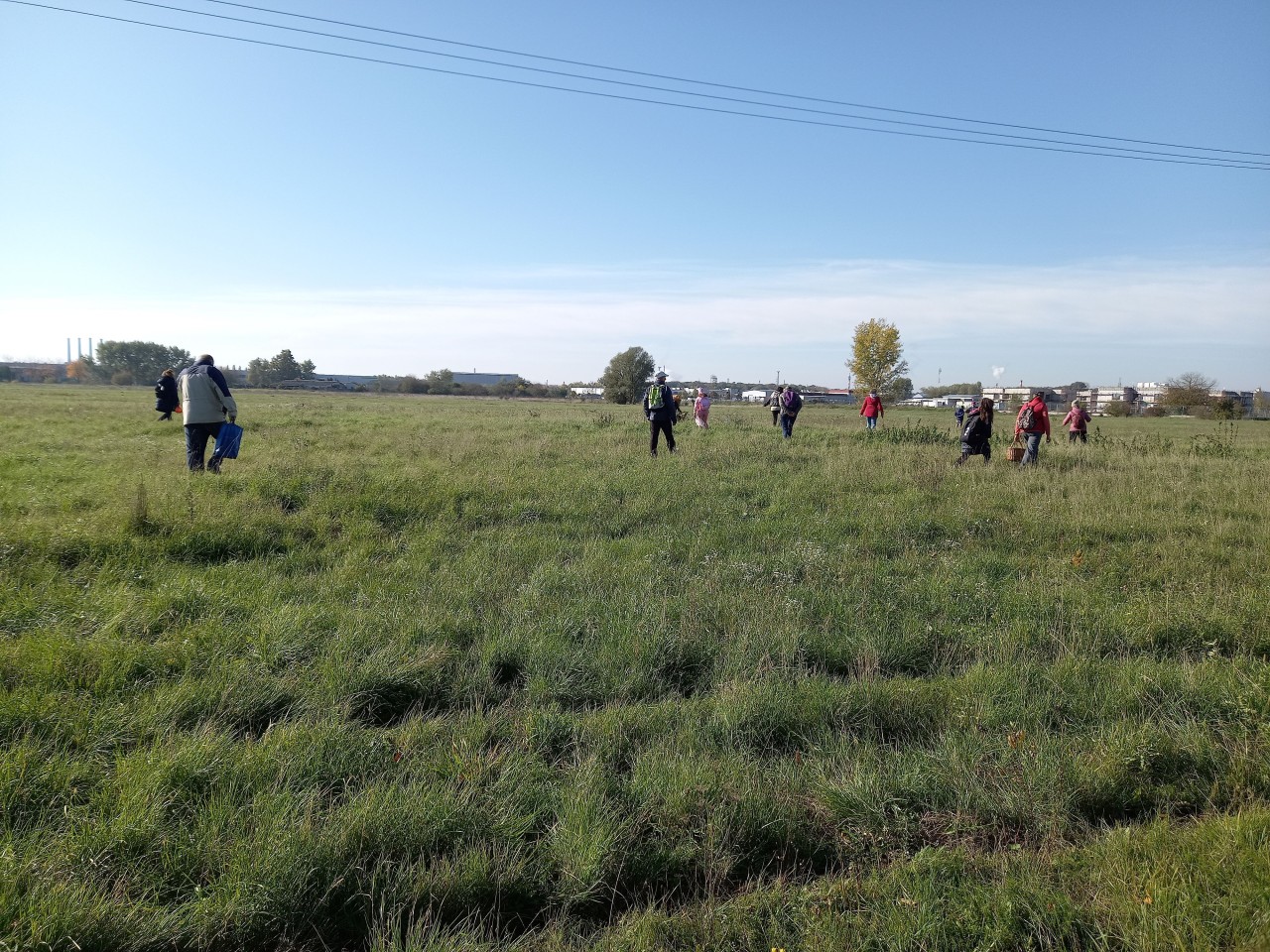 Gombászás a szederkénybe vezető bicikliút melletti területen