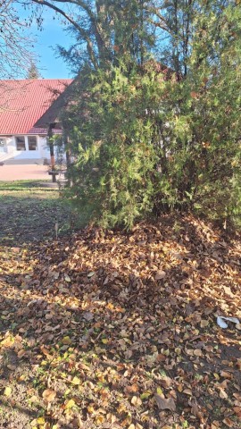 Süntanya a Tiszaszederkényi Művelődési Ház udvarán