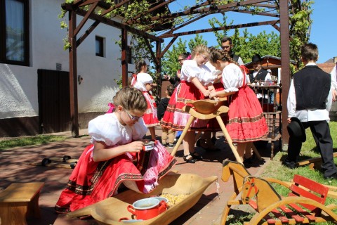 Szemes válogatás közben