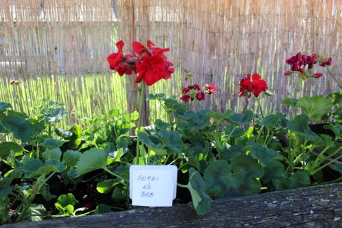 Az elültetett muskátlik