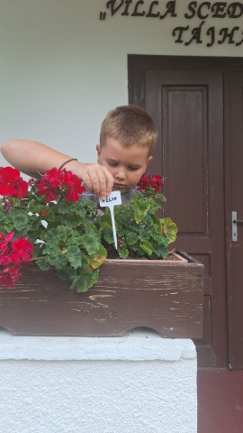 Mindenki választott magának virágot, amiért egész héten ő felelt