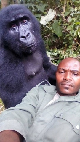 afrikai gorilla