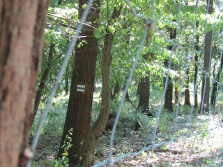 a kéktúra jele a fán