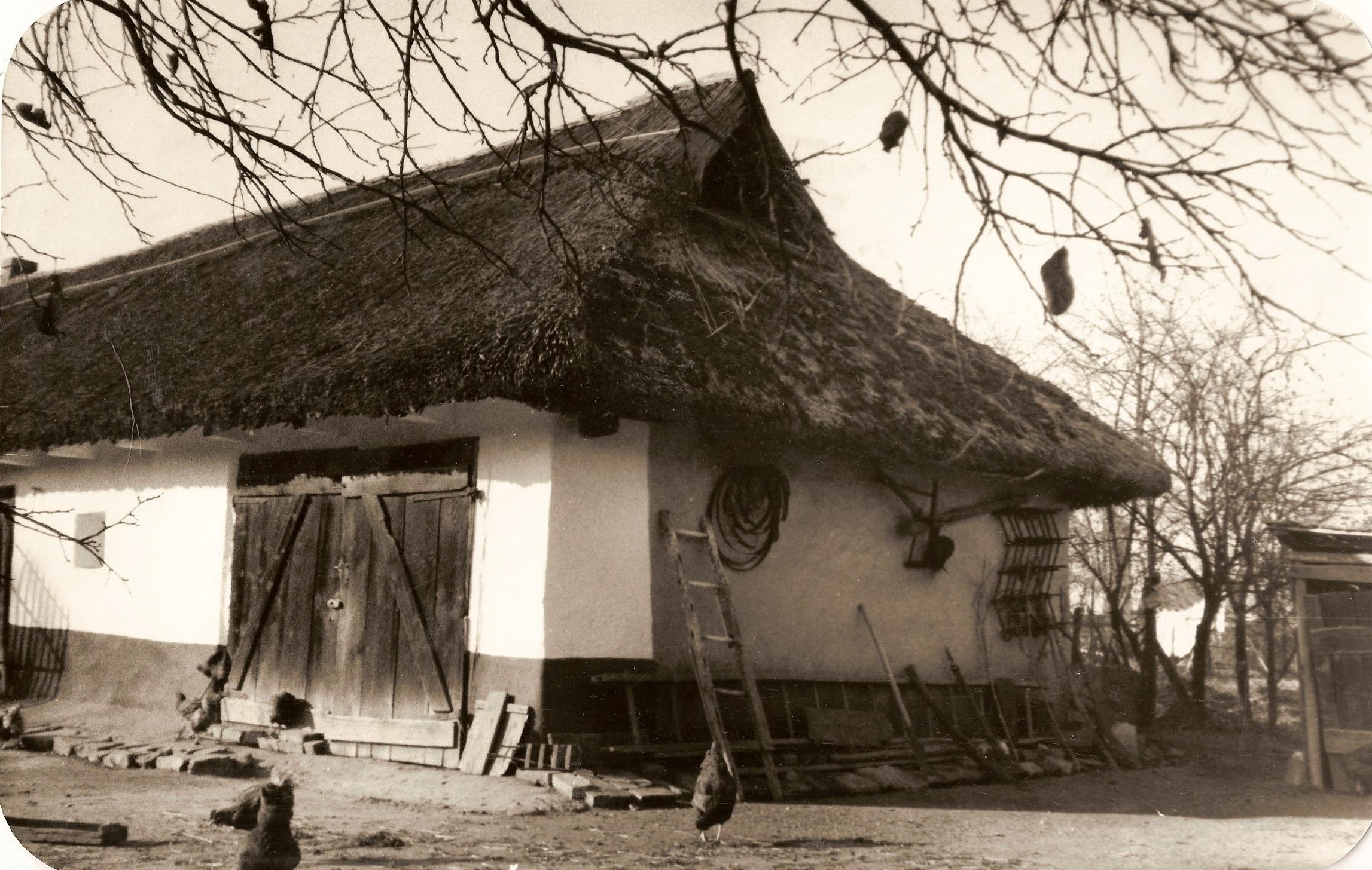 1980 as évek eleje - Vincze Józsefné 1876 ban épült nádfedeles háza Tiszaszederkény Kossuth út 17. szám